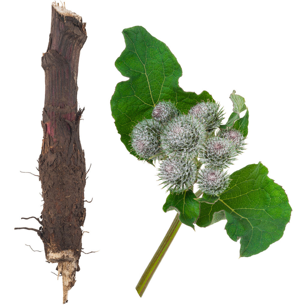 Aufbau der Klettenwurzel-Pflanze: In der linken Seite des Bildes ist die Wurzel der Klettenwurzel zu sehen und auf der rechten Seite die Blüte und die Blätter der Klettenwurzel-Pflanze.