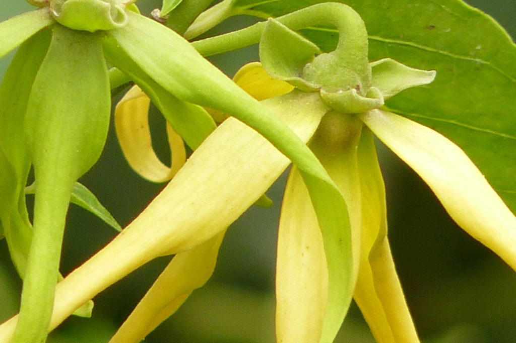 Eine Nahaufnahme einer Ylang Ylang Blüte. Duftgenuss - Aromapflege mit Barabra Tausch