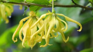Gelbe Blüten der Ylang-Ylang-Pflanze für die ganzheitliche Aromatherapie und dein persönliches Duft-Mentoring gegen Angst und Stress.