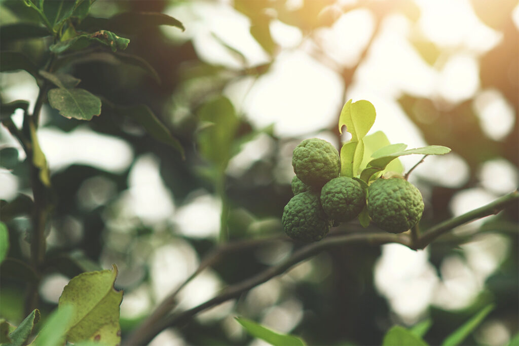 Drei Früchte der Bergamotte hängen am Ast eines Bergamottenbaums. Es schimmert Sonnenlicht durch die grüne Baumkrone.