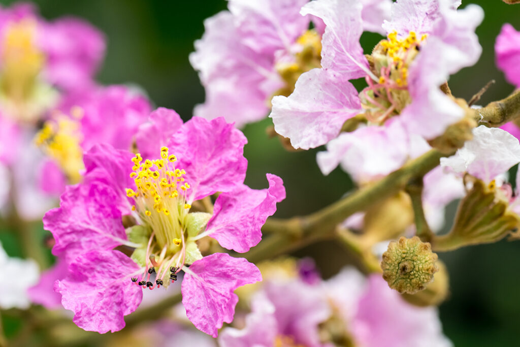 Blüten der echten Myrte (Myrtus communis). Die Blüten werden weiterverarbeitet damit man das ätherische Myrten-Öl daraus gewinnen kann.