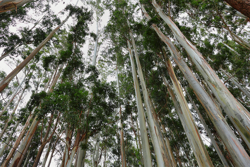 Eukalyptusbäume (Eucalyptus). Ein dichter Eukalyptuswald.