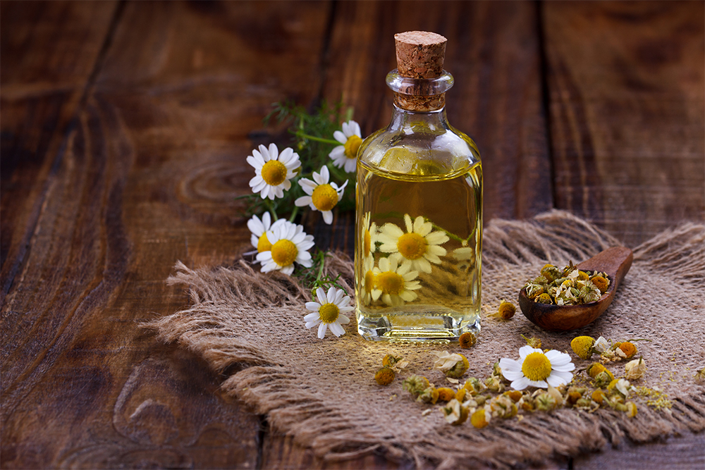 Römische Kamille (Chamamelum nobile) und sein ätherisches Öl in einer Glasflasche auf einem Holztisch. Die Kamillen-Blüten liegen verteilt um die Flasche herum. Das ätherische Kamillenöl ist gelblich.