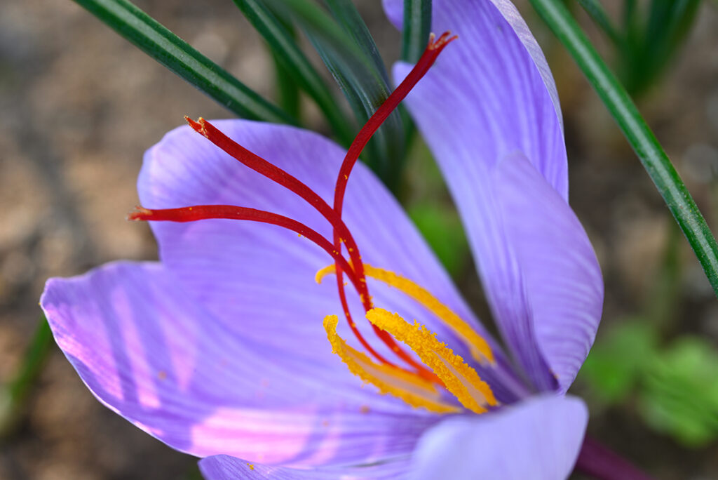 Nahaufnahme einer offenen Safranblüte (Crocus sativus). Ihre roten Griffel sind stark ausgeprägt und reif für Herstellung des Ätherischen Öls.