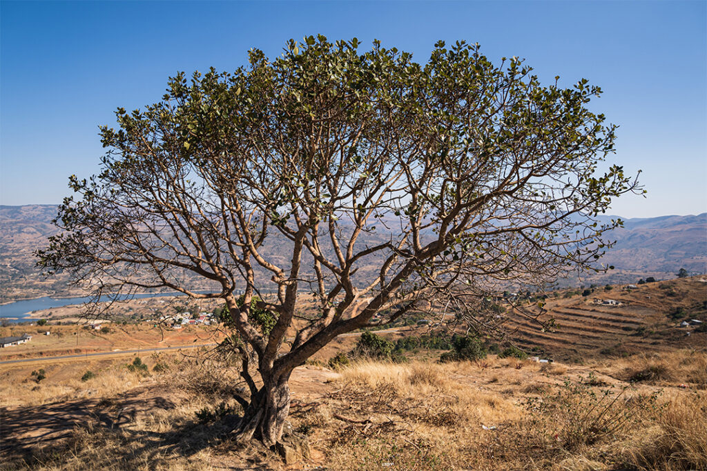 Olibanumbaum in einer kargen Landschaft mit strahlend blauem Himmel im Hintergrund. Weihrauch (boswellia serrata) und seine Wirkung auf die Psyche.
