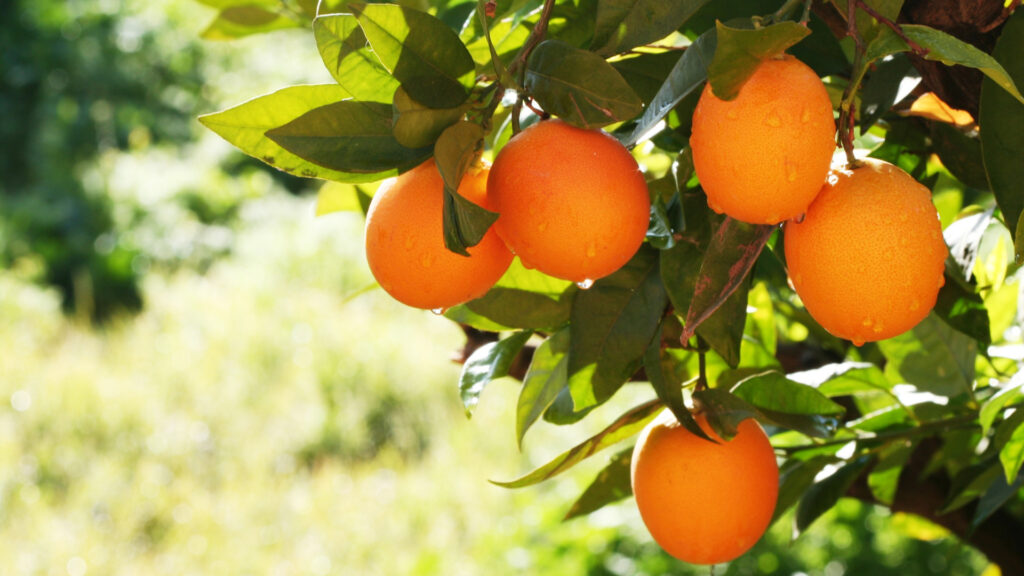 Orange am Orangenbaum - Orange süss.
