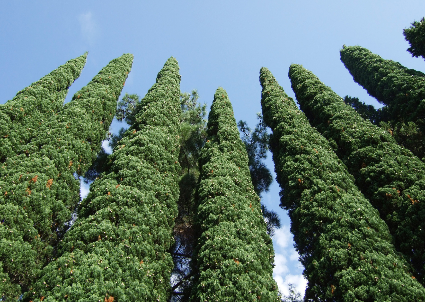 thuja 30c Thuja 30c  Natural Horse Supplies