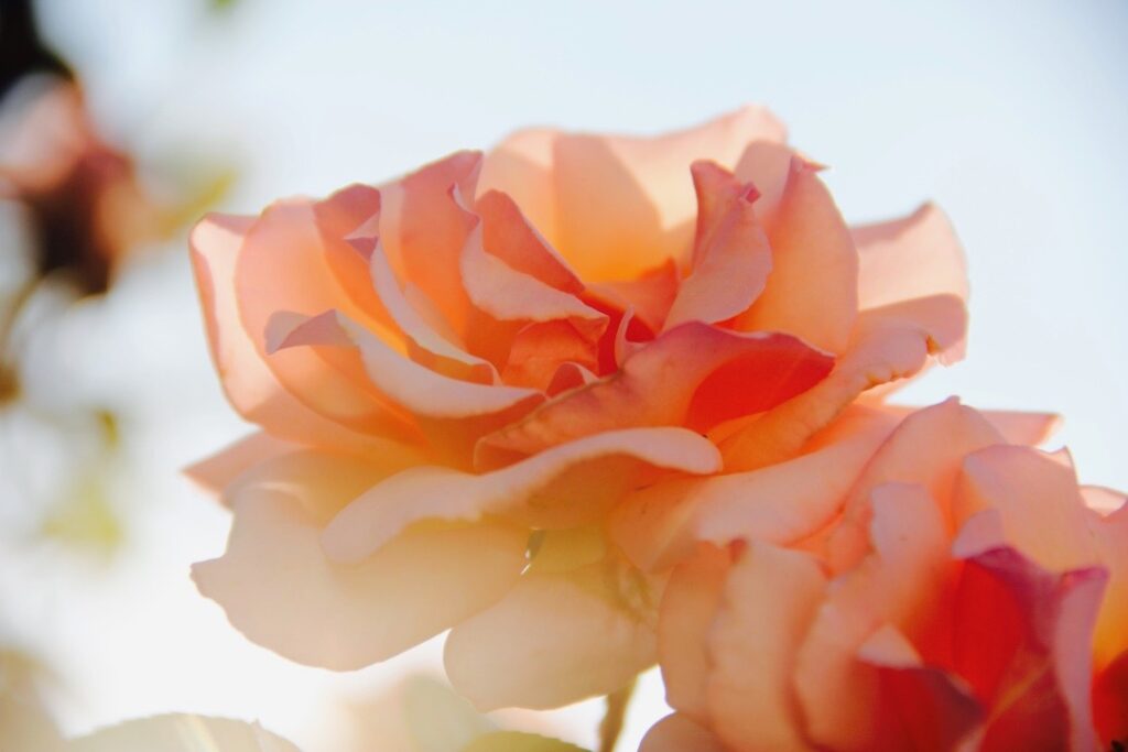 Eine Rose (rosa damascena) die für die Herstellung von Rosenöl verwendet wird. Die Rose ist lachsfarbig und die Blüte komplett geöffnet.