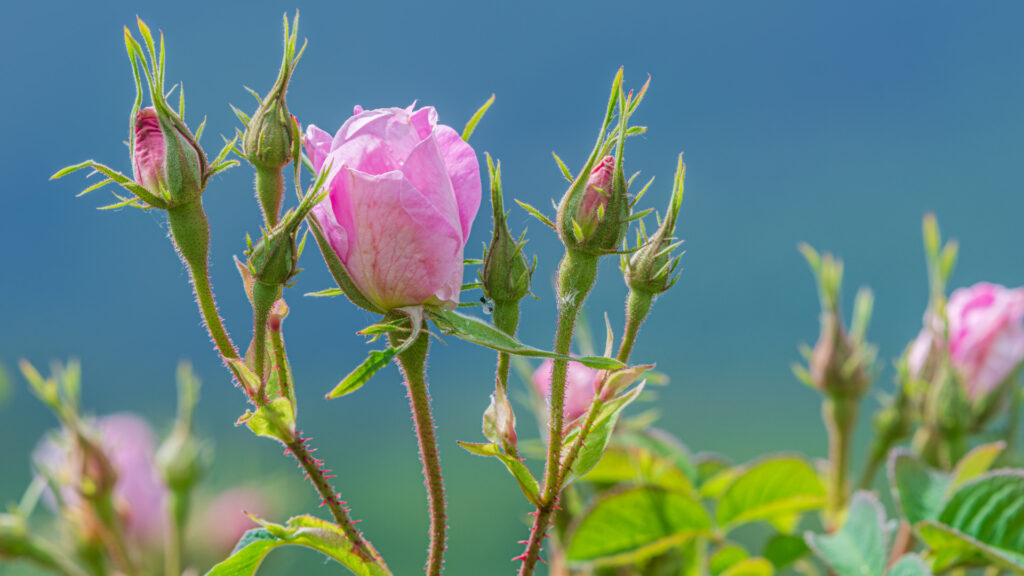 Nahaufnahme einer Rose im Tal der Rosen, rund um die Stadt Kazanlak.