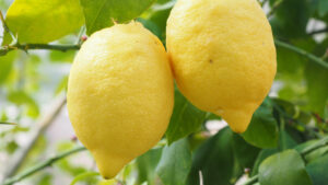 Nahaufnahme von zwei gelben Zitronen die am Zitronenbaum hängen. Sie werden geerntet, um das ätherische Öl zu extrahieren, was später als Zitronenöl verkauft wird.