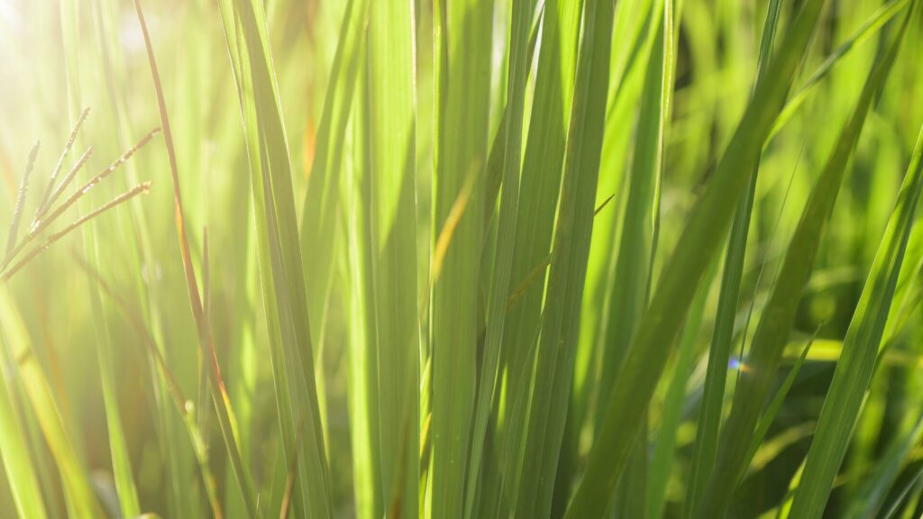 Zitronengras - Lemongrass findet in der Aromatherapie und Aromapflege als ätherisches Öl faszinierende Anwendungen