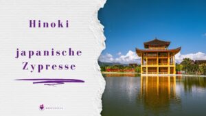 Grafik mit Text Hinoki japanische Zypresse für den Beitrag Hinoki Aromatherapie zur Stressreduzierung und zum Blockaden lösen von DUFTGENUSS Lebensfluss
